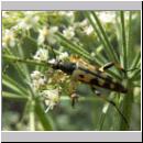 Leptura maculata - Gefleckter Schmalbock 01 hsk.jpg